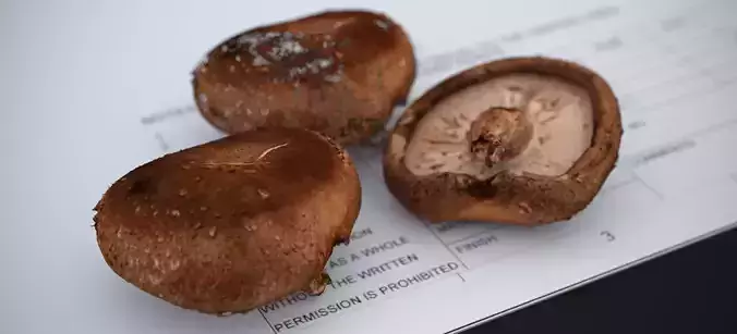 SHITAKE MUSHROOM 2024 3D model 2