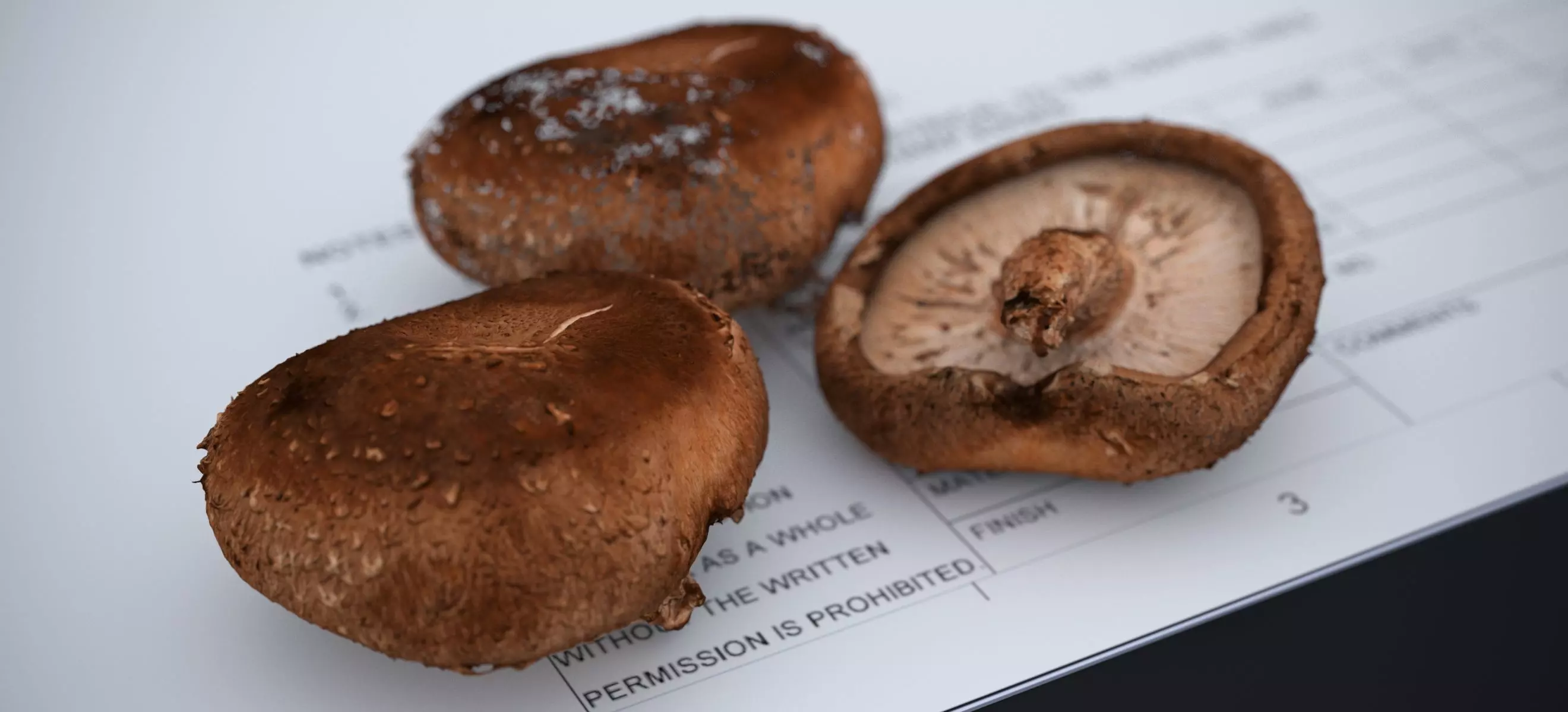 SHITAKE MUSHROOM 2024 3D model_1