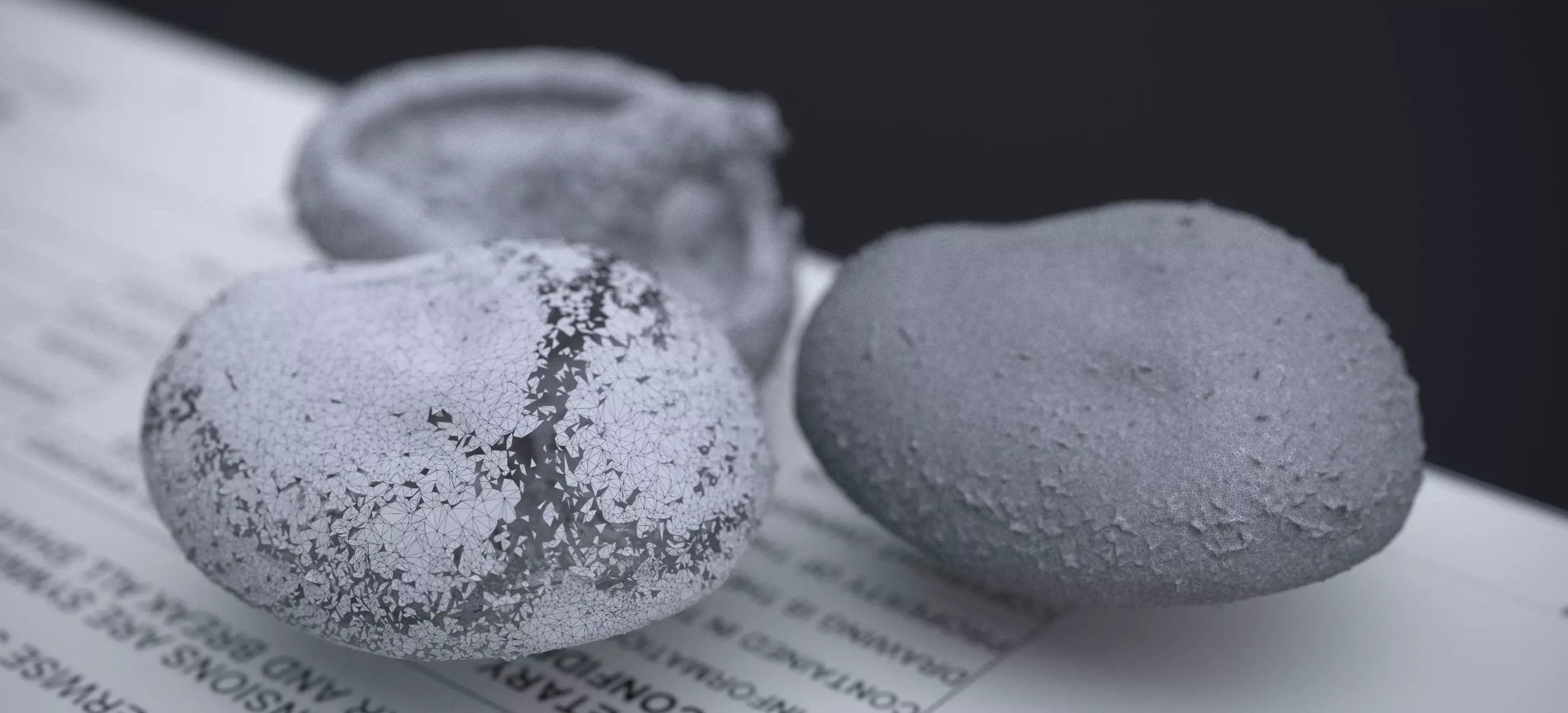 SHITAKE MUSHROOM 2024 3D model_20