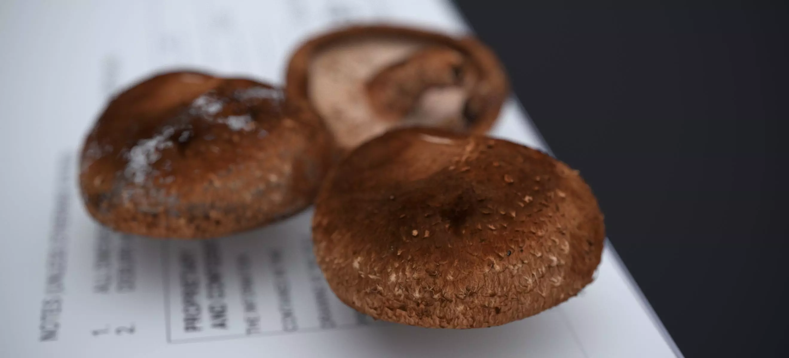 SHITAKE MUSHROOM 2024 3D model_8