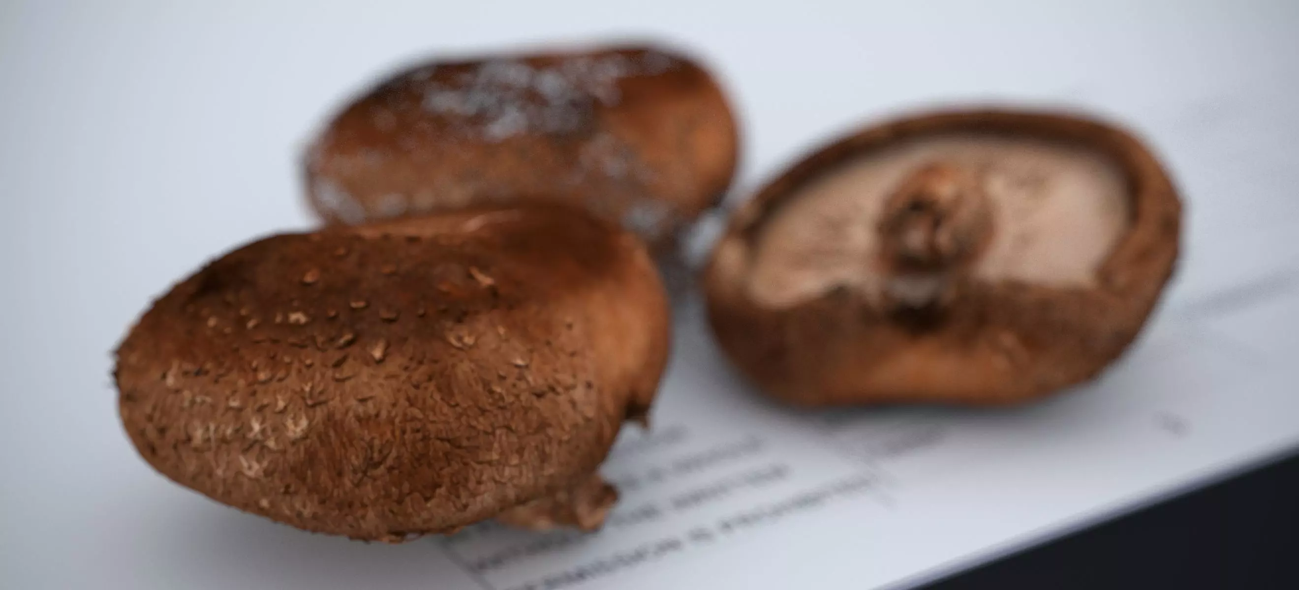 SHITAKE MUSHROOM 2024 3D model_9