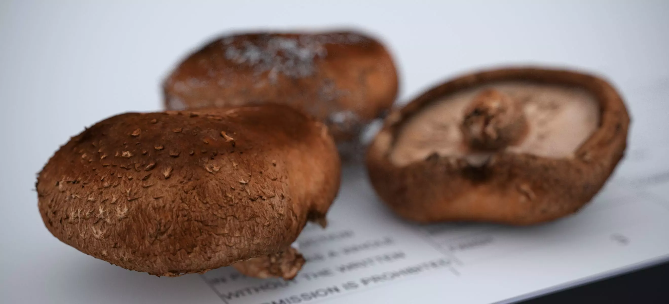 SHITAKE MUSHROOM 2024 3D model_10