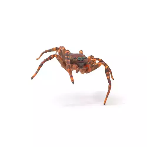 Spotted Tarantula model pack Low-poly 3D model