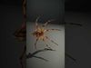 Spiders of Splendor Pack 3D Model Collection_10