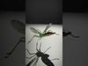 Spiders of Splendor Pack 3D Model Collection_12