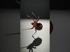 Spiders of Splendor Pack 3D Model Collection_18