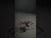 Spiders of Splendor Pack 3D Model Collection_20