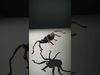 Spiders of Splendor Pack 3D Model Collection_24