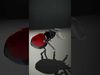 Spiders of Splendor Pack 3D Model Collection_32