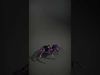 Spiders of Splendor Pack 3D Model Collection_36