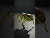Spiders of Splendor Pack 3D Model Collection_42