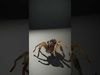 Spiders of Splendor Pack 3D Model Collection_44
