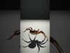 Spiders of Splendor Pack 3D Model Collection_52