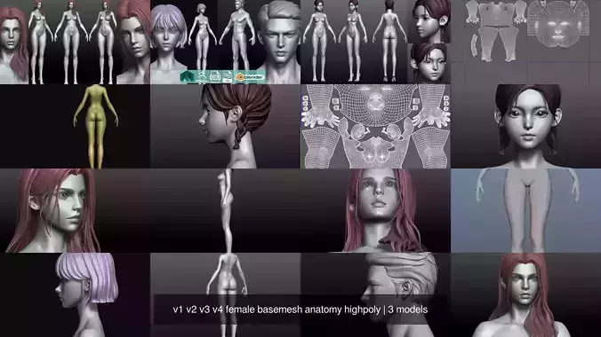 v1 v2 v3 v4 female basemesh anatomy highpoly