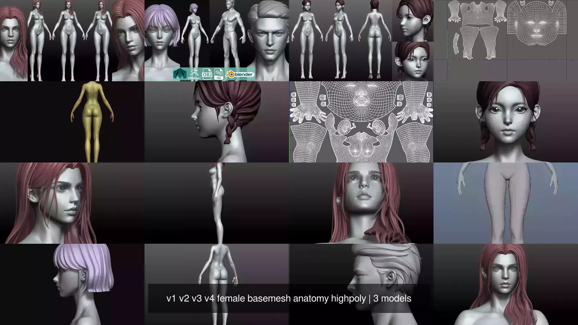 v1 v2 v3 v4 female basemesh anatomy highpoly 3D Model Collection_1