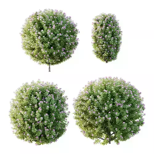 Leucophyllum frutescens Bush 09