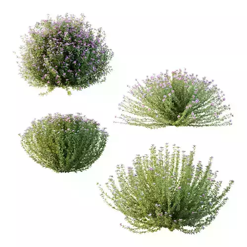 Leucophyllum frutescens Bush 10