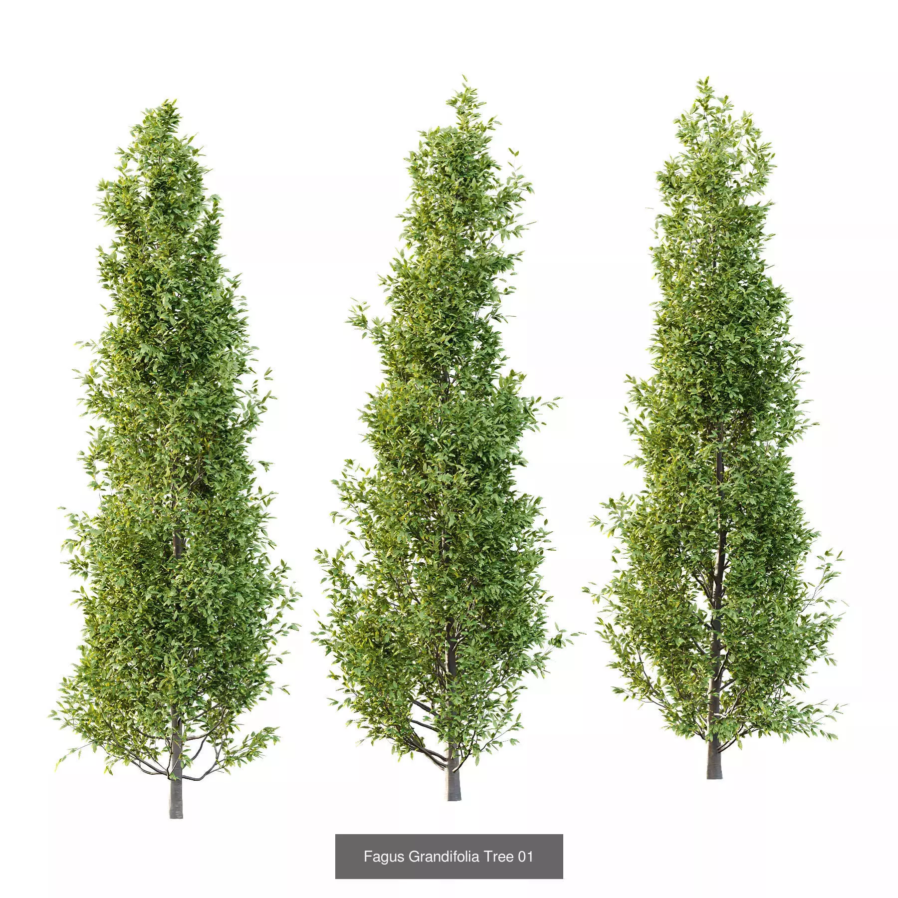 Excellent collection of Tree plants 22 Different Models 0014 _6