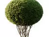Excellent collection of Tree plants 22 Different Models 0014 _18