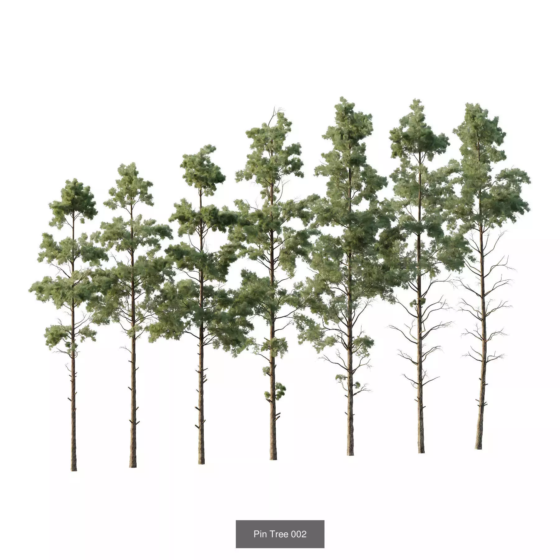 Excellent collection of Tree plants 22 Different Models 0014 _4