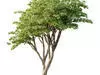 Excellent collection of Tree plants 22 Different Models 0014 _9