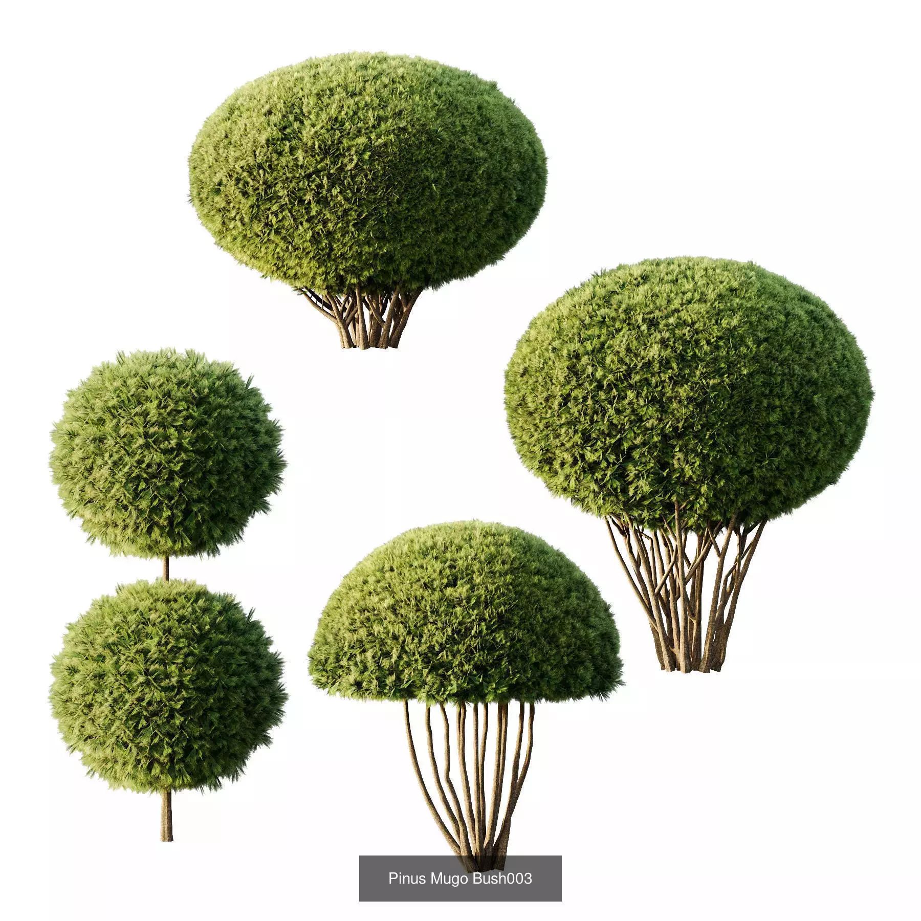 Excellent collection of Tree plants 22 Different Models 0014 _2