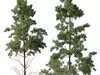 Excellent collection of Tree plants 22 Different Models 0014 _14