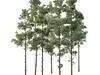 Excellent collection of Tree plants 22 Different Models 0014 _15