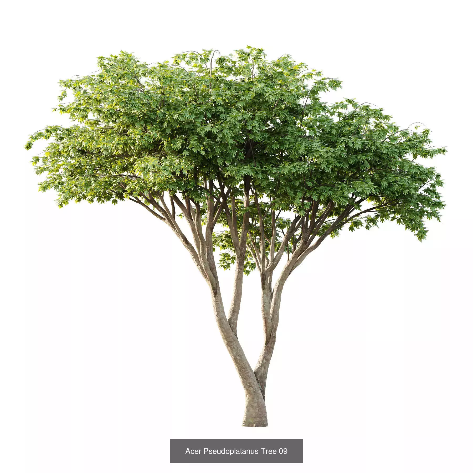 Excellent collection of Tree plants 22 Different Models 0014 _5