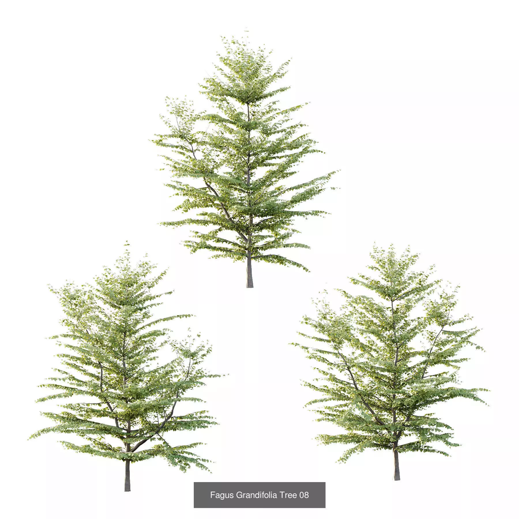 Excellent collection of Tree plants 22 Different Models 0014 _7