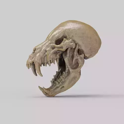 Werewolf Skull 3D print model Werewolf Skull 3D print model