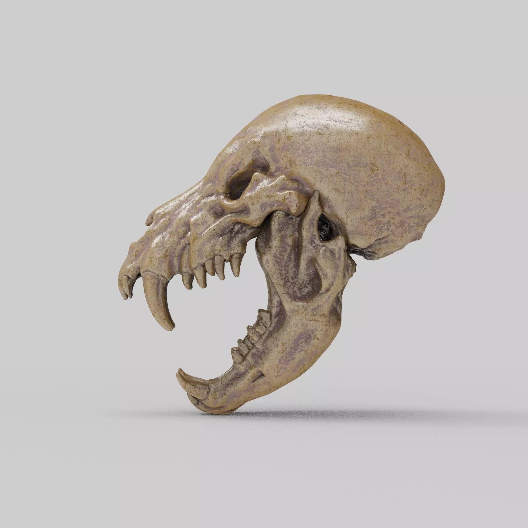 Werewolf Skull 3D print model_1