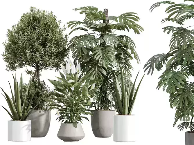 AV Indoor Plants Set 387 Aloe Vera Olive Peace Lily Deliciosa