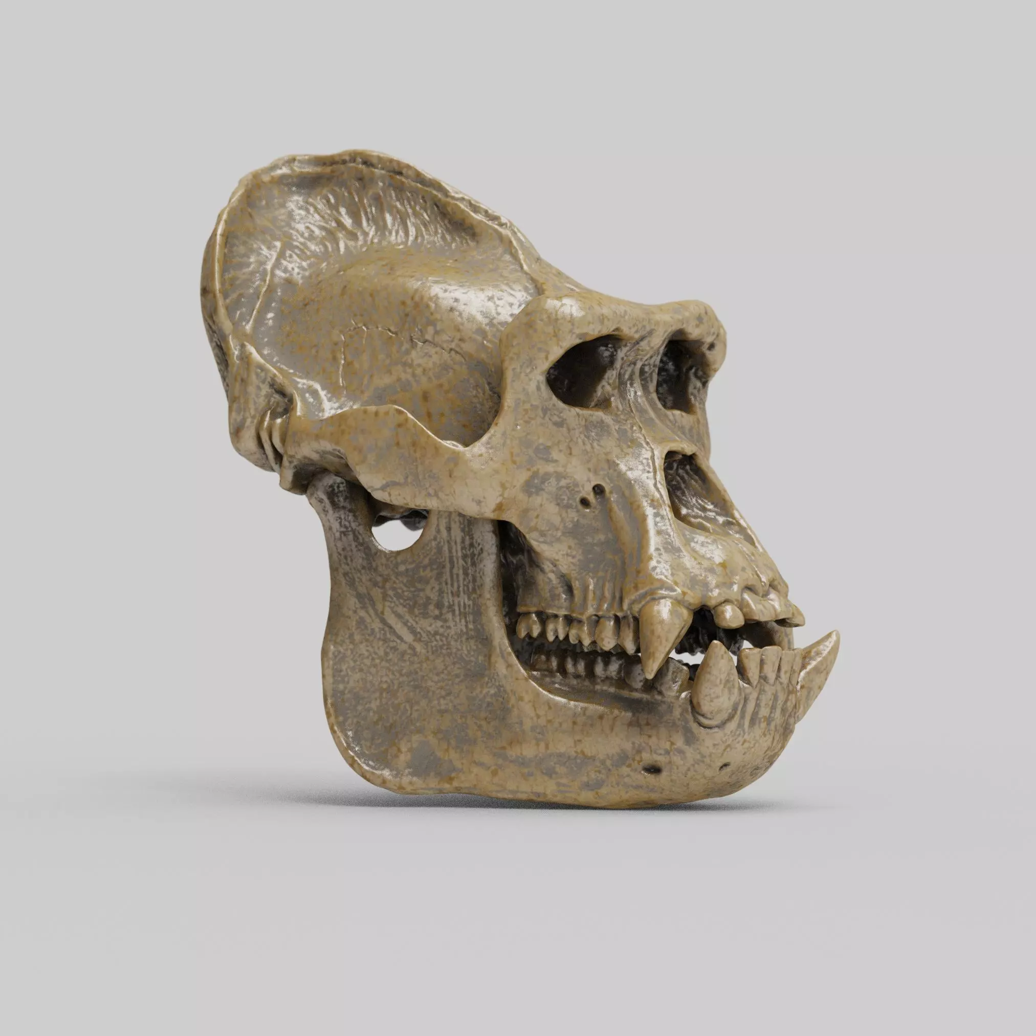 Gorilla Skull 3D print model_3