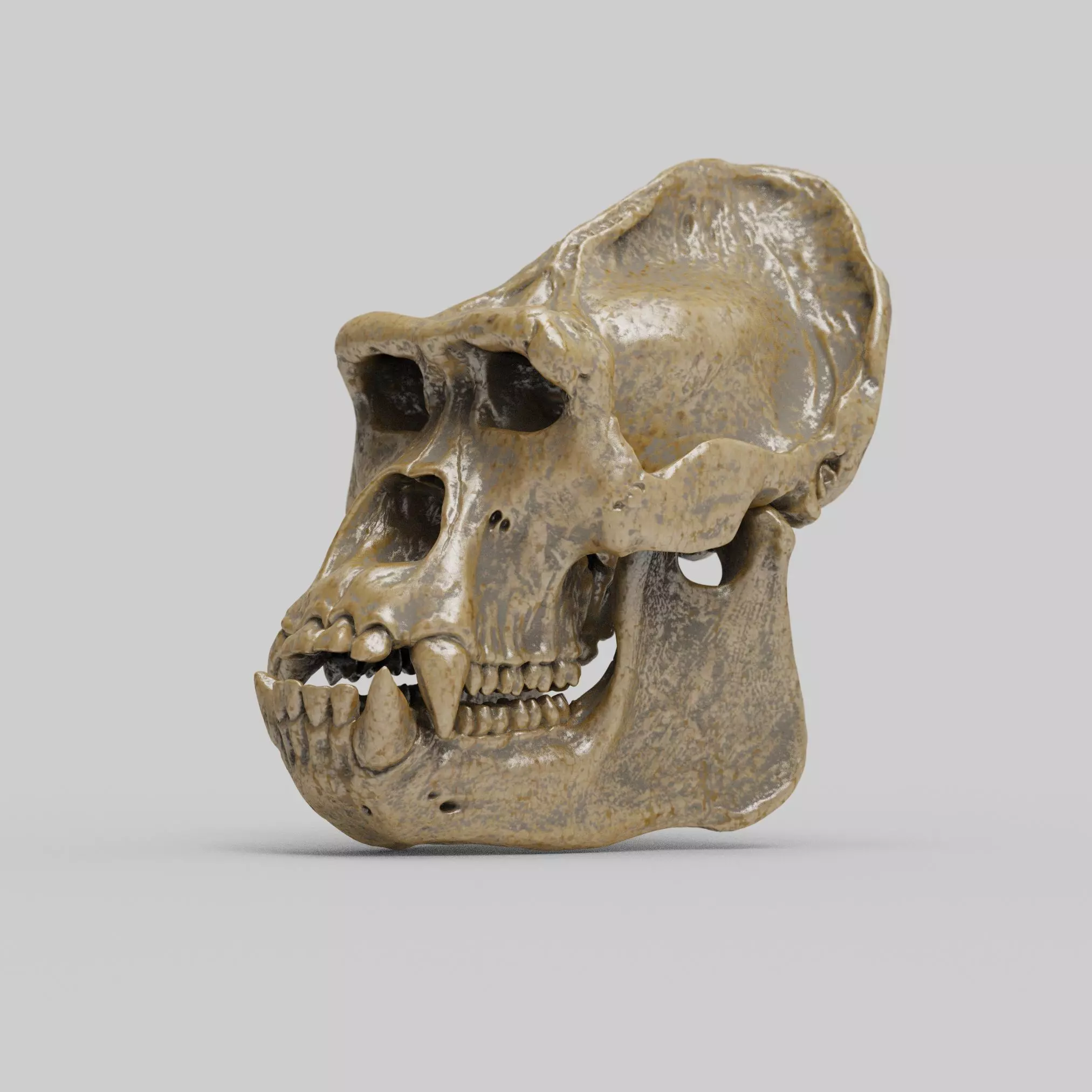 Gorilla Skull 3D print model_0