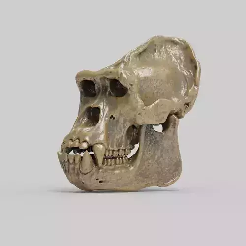 Gorilla Skull 3D print model