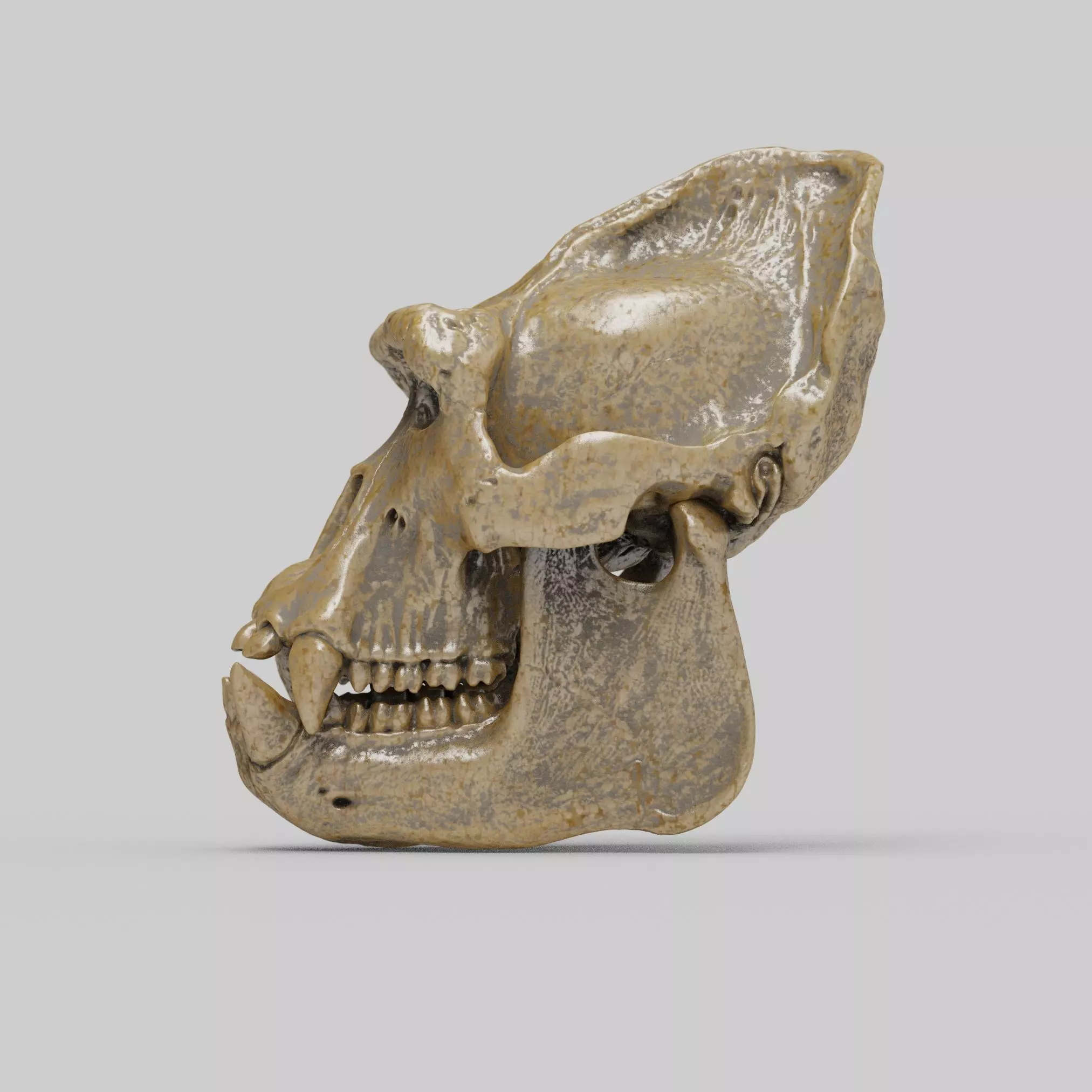 Gorilla Skull 3D print model_2