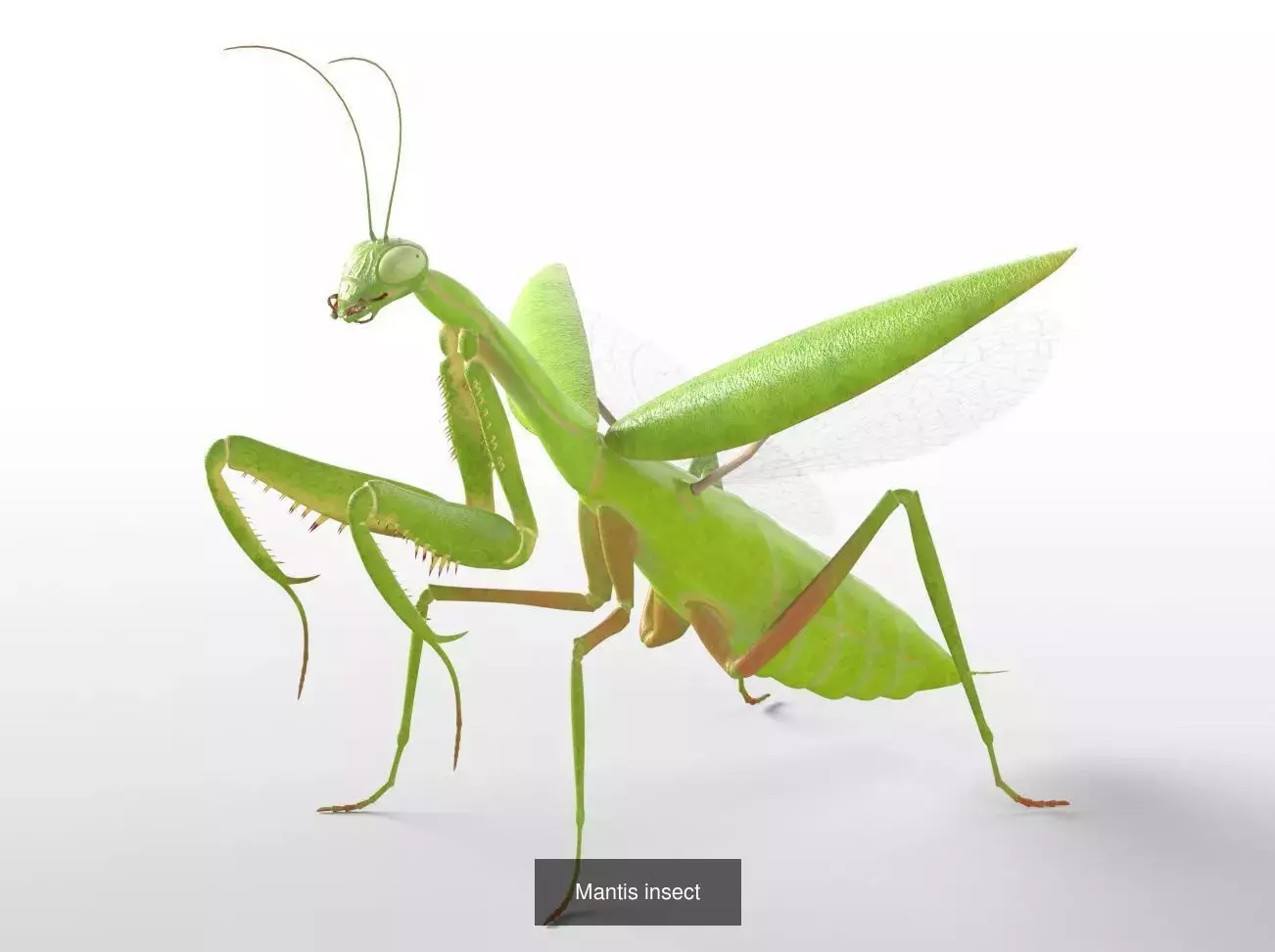 Insects 3d model collection _22