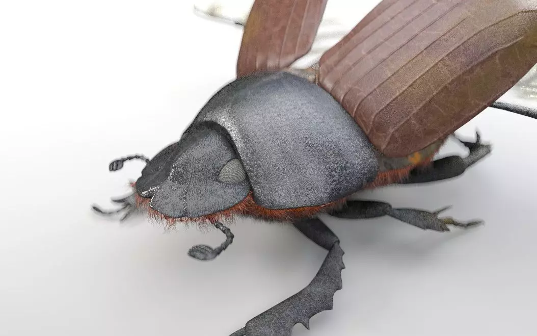 Insects 3d model collection _41