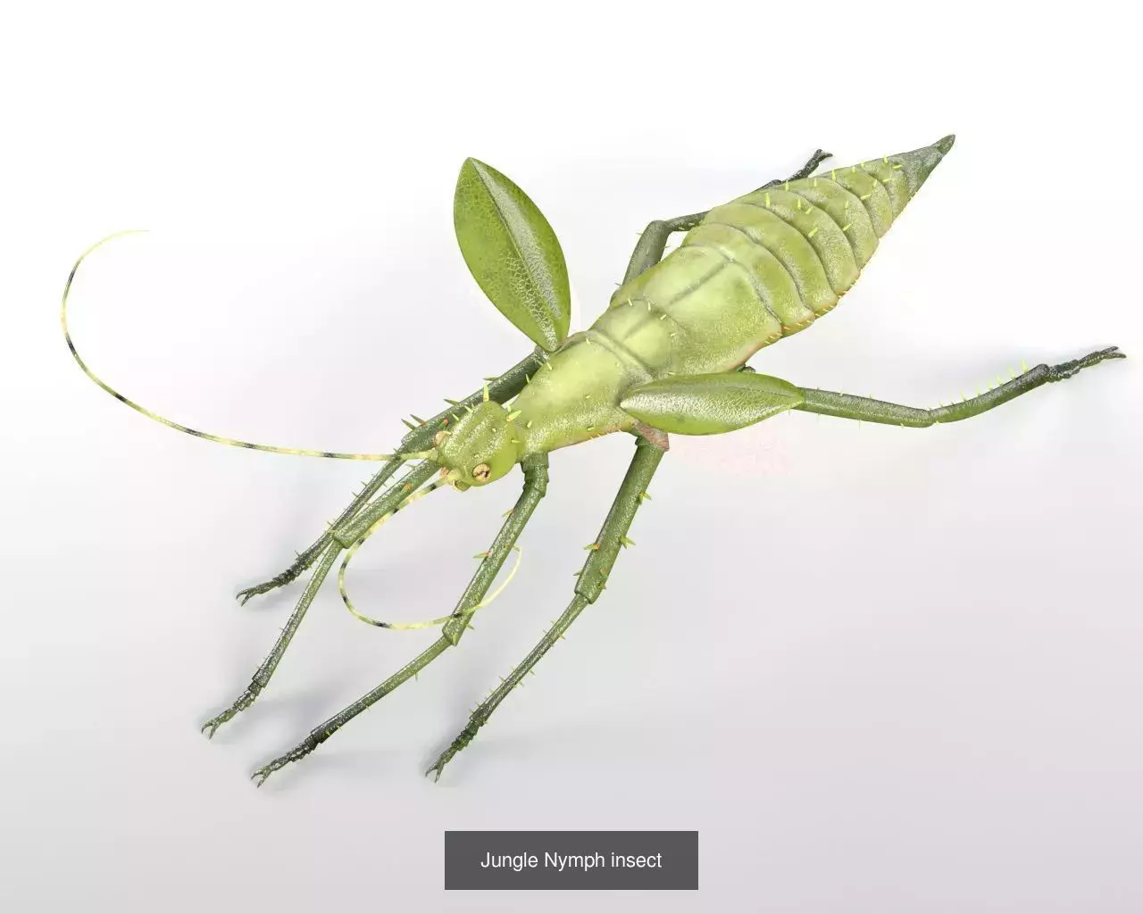 Insects 3d model collection _28