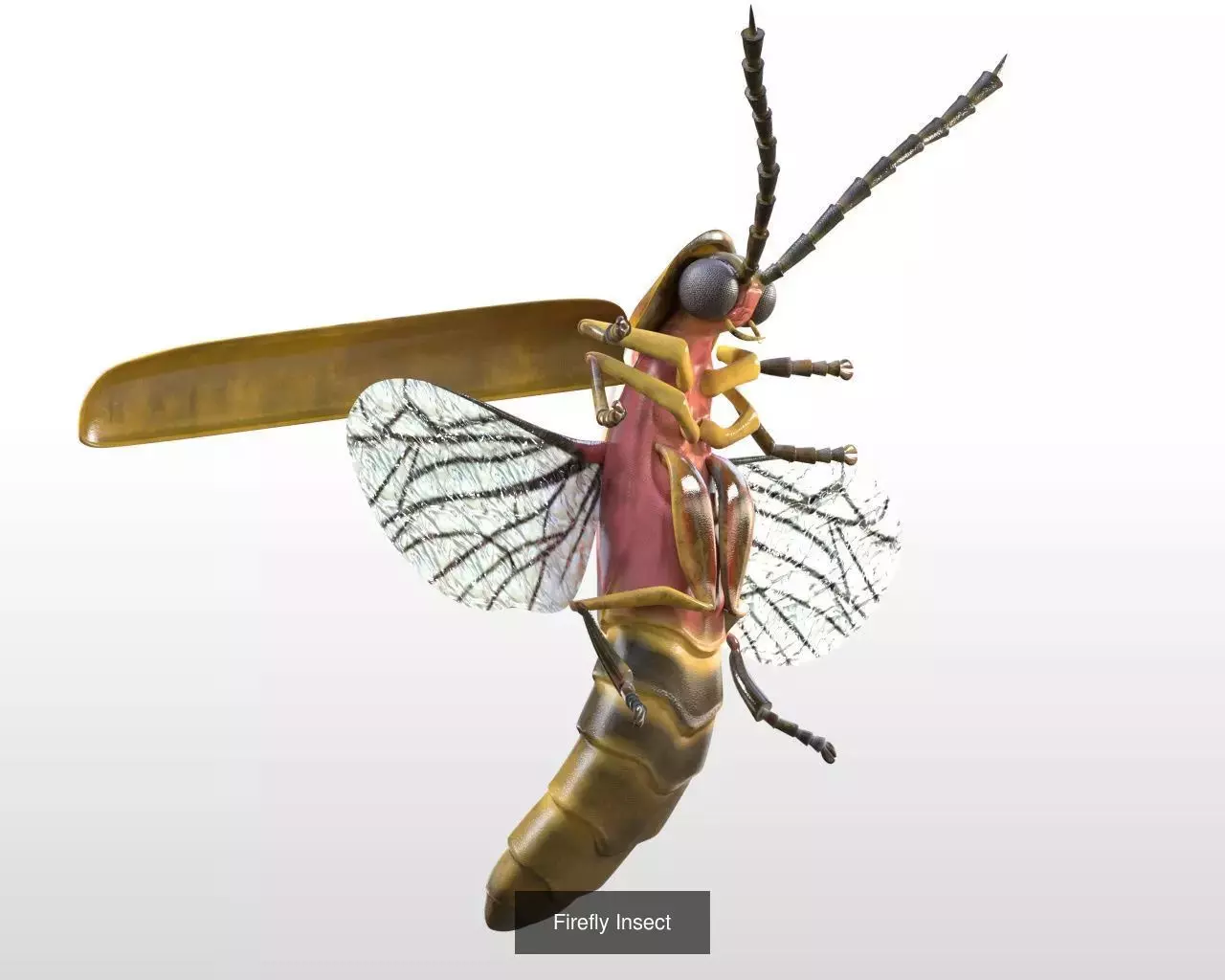 Insects 3d model collection _36