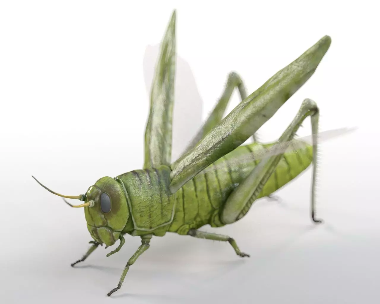 Insects 3d model collection _19