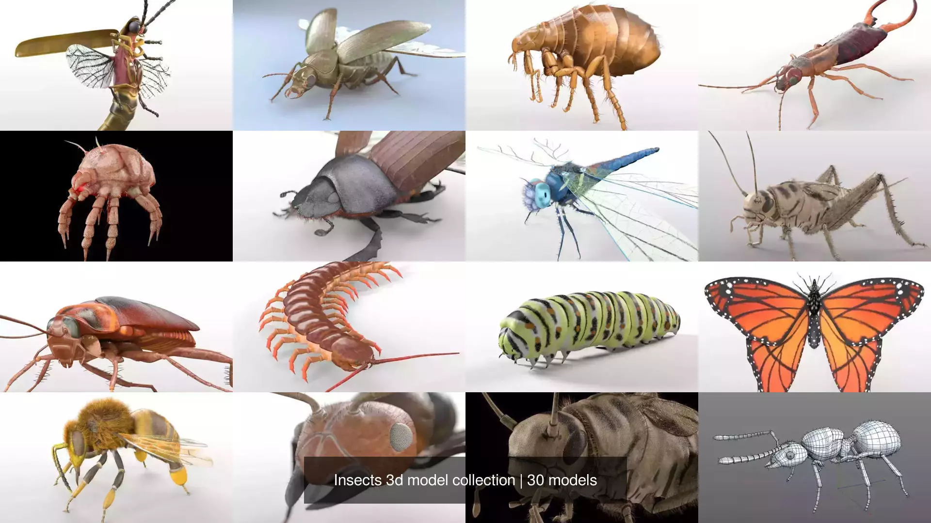 Insects 3d model collection _2