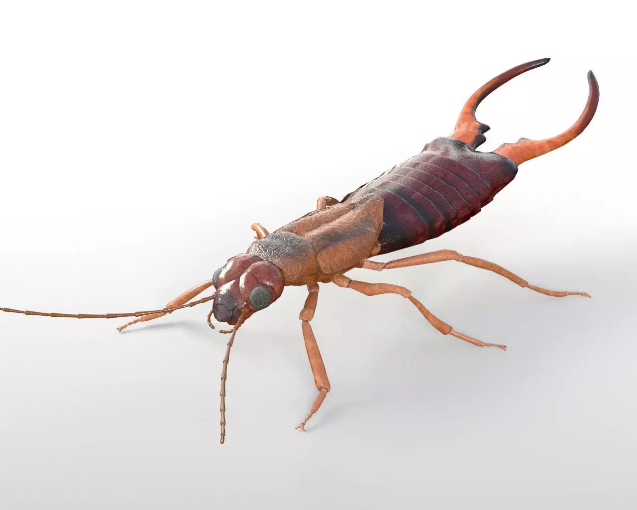 Insects 3d model collection _9