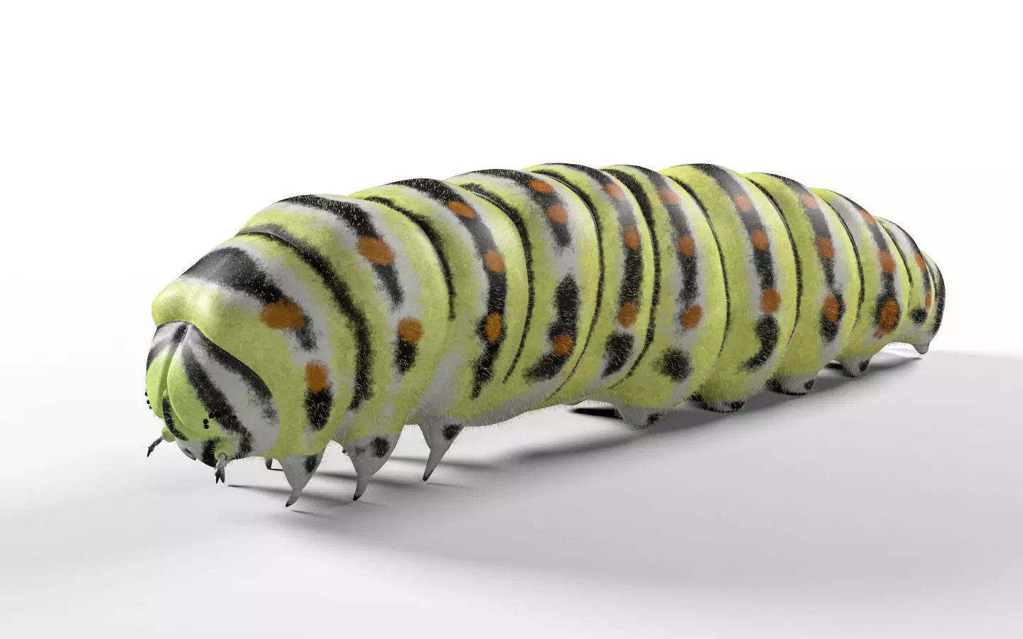 Insects 3d model collection _37