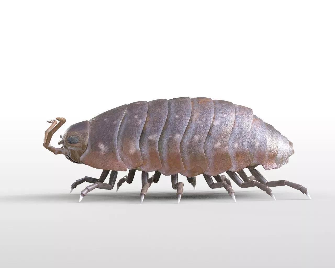 Insects 3d model collection _57