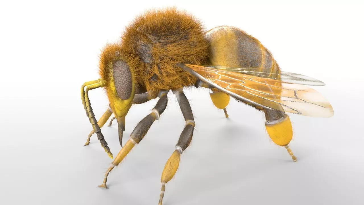 Insects 3d model collection _31