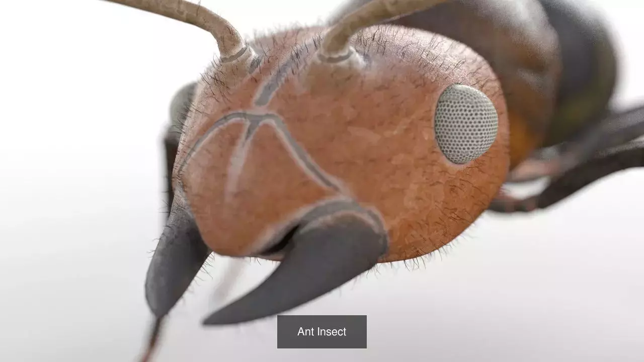 Insects 3d model collection _62