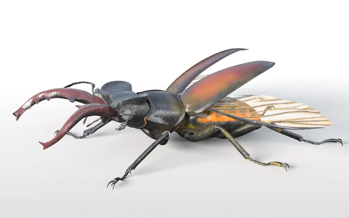 Insects 3d model collection _39