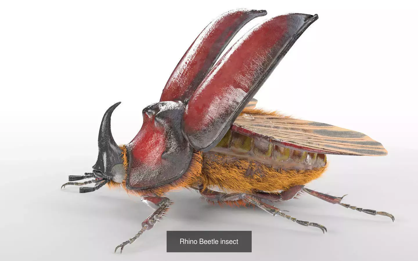 Insects 3d model collection _14